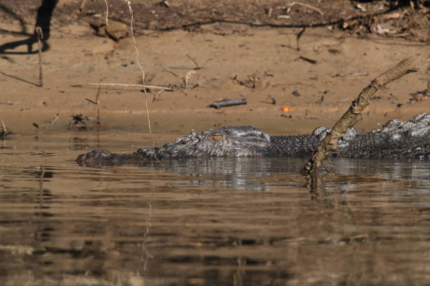 istock Australian Saltwater Crocodile Daintree River Queensland, Australien 1165287331