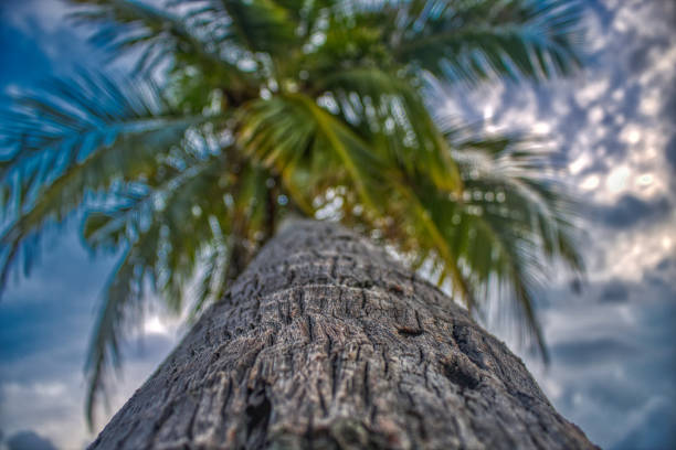 Close-up of a tree trunk of a palm with a clear blue sky. Egypt, Africa.