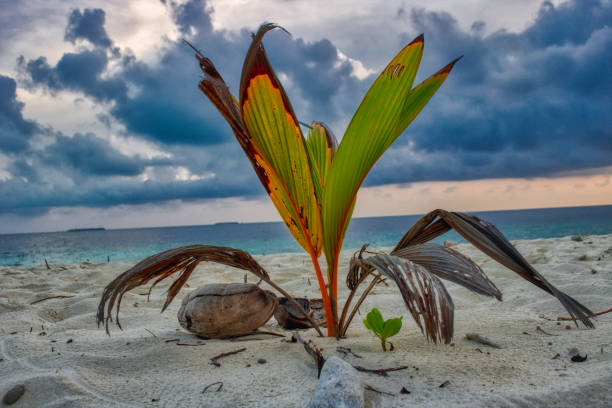 istock Coconut palm on the beach at sunset 1165288710