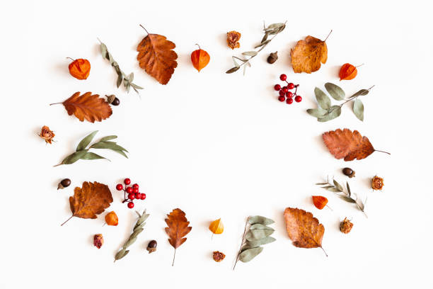 istock Autumn composition. Physalis flowers, eucalyptus leaves, rowan berries on white background. Autumn, fall, thanksgiving day concept. Flat lay, top view, copy space 1165288965