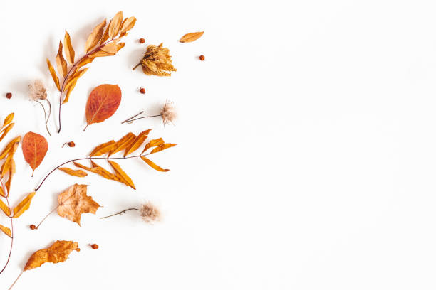 istock Autumn composition. Dried leaves, rowan berries on white background. Autumn, fall, thanksgiving day concept. Flat lay, top view, copy space 1165289003