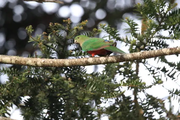 Curious Australian King-parrot (Alisterus scapularis)in the tree, Queensland Australia.