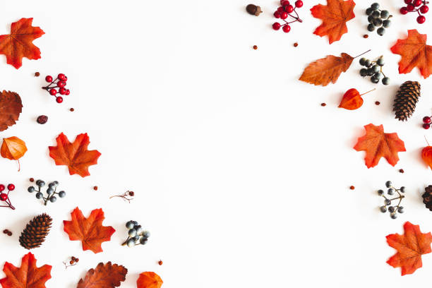 istock Autumn composition. Frame made of flowers, maple leaves, berries on white background. Autumn, fall, thanksgiving day concept. Flat lay, top view, copy space 1165291430