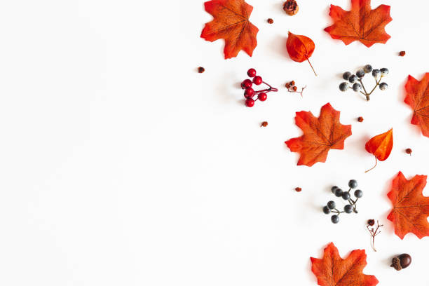 istock Autumn composition. Frame made of flowers, maple leaves, berries on white background. Autumn, fall, thanksgiving day concept. Flat lay, top view, copy space 1165291531