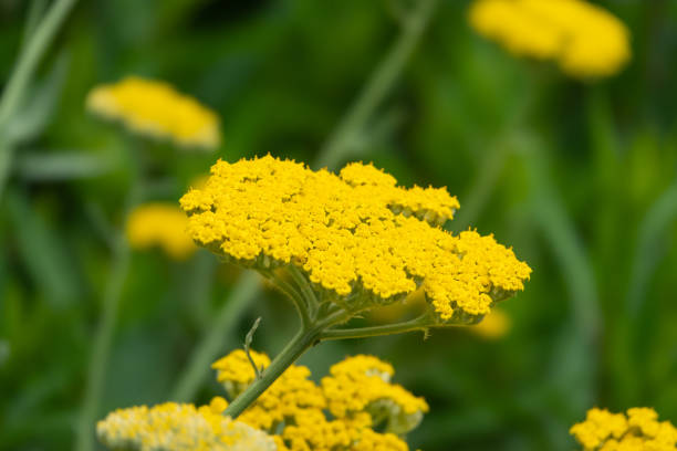 istock Yarrow Flowers in Bloom in Springtime 1165291581