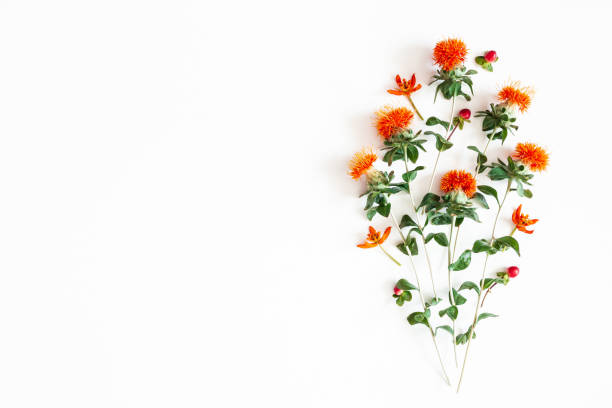 istock Autumn composition. Orange flowers on white background. Autumn, fall concept. Flat lay, top view, copy space 1165291718