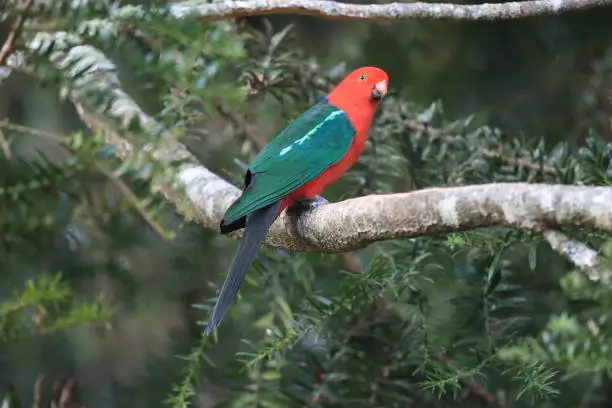 Curious Australian King-parrot (Alisterus scapularis)in the tree, Queensland Australia.