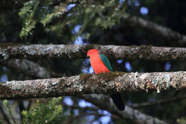 istock Curious Australian King-parrot (Alisterus scapularis)in the tree, Queensland Australia. 1165291887