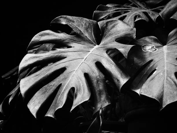 istock Black and white tropical leaves 1165291956