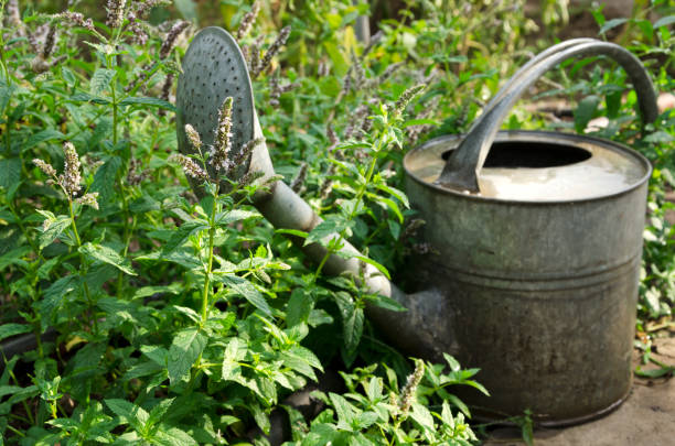 istock Fresh and juicy mint, watering can. Summer garden 1165292206