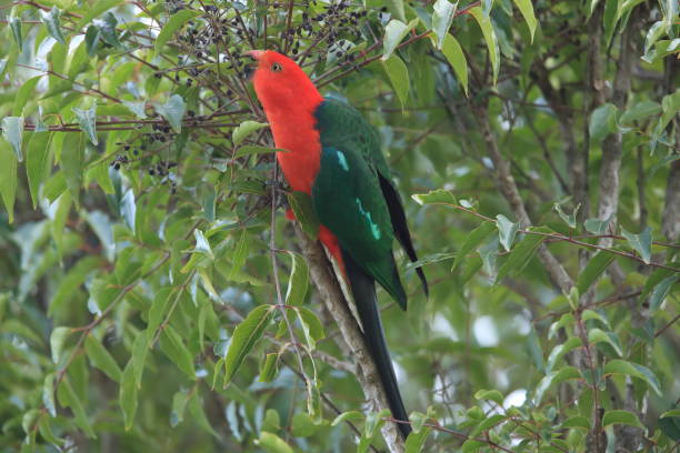 istock Curious Australian King-parrot (Alisterus scapularis)in the tree, Queensland Australia. 1165292816