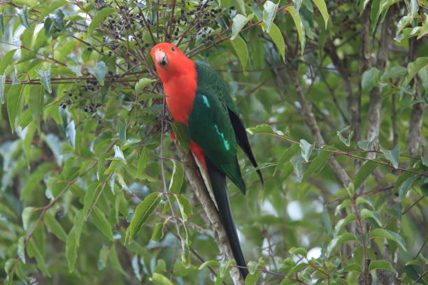 istock Curious Australian King-parrot (Alisterus scapularis)in the tree, Queensland Australia. 1165293368