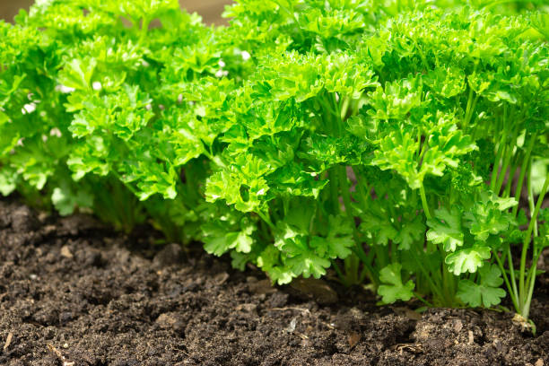 istock Green parsley growing in the garden 1165294278