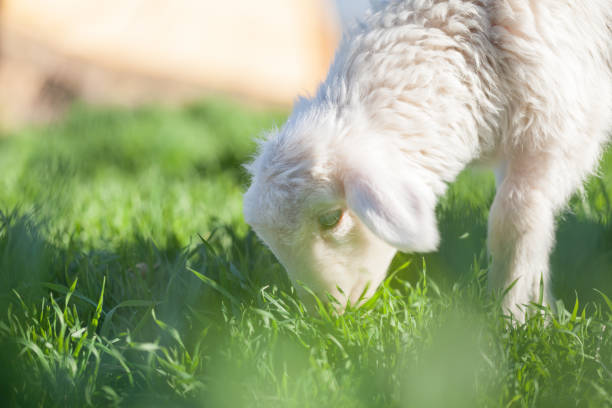 Lamb stock photo