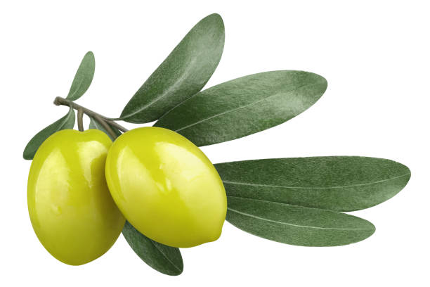 Olives on white Olive branch with two delicious green olives, isolated on white background green olive fruit stock pictures, royalty-free photos & images