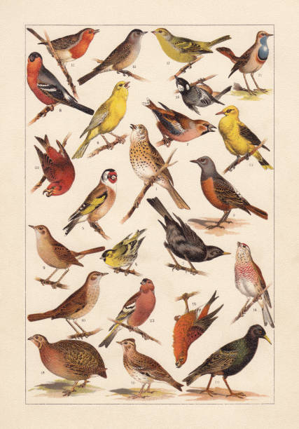 europäische singvögel, chromolithograph, erschienen 1896 - stieglitz stock-grafiken, -clipart, -cartoons und -symbole