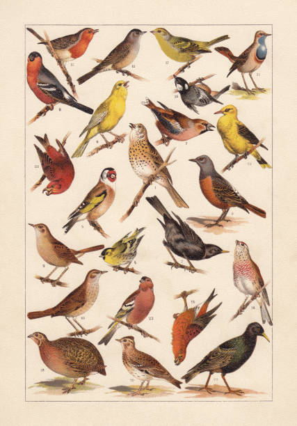 ilustraciones, imágenes clip art, dibujos animados e iconos de stock de pájaros cantores europeos, cromolitografía, publicado en 1896 - jilguero