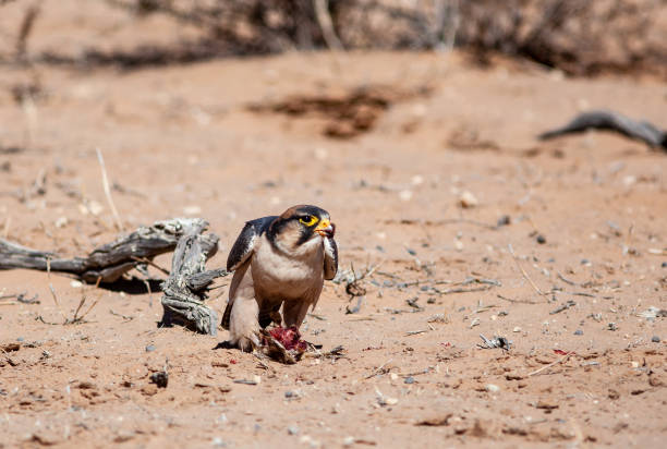 falcão de lanner que come a rapina no parque transfronteiriço de kgalagadi - lanner falcon - fotografias e filmes do acervo