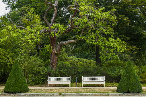 harmonious ensemble of trees, shrubs, a meadow and white park benches in a public garden