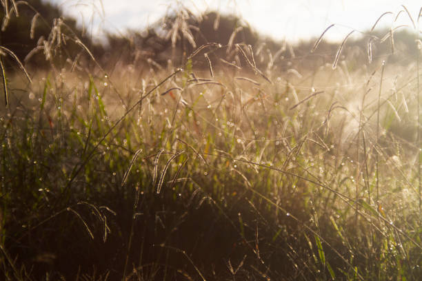 istock Meadow in the morning with spider webs 1165298264
