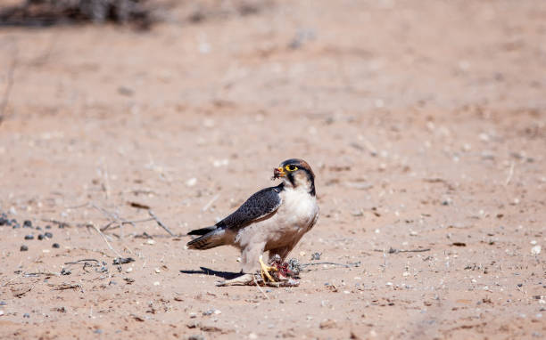 falcão de lanner que come a rapina no parque transfronteiriço de kgalagadi - lanner falcon - fotografias e filmes do acervo