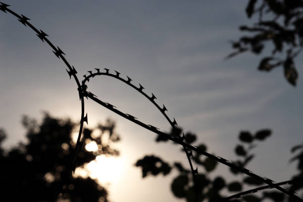 istock Barbed wire silhouette on background of sunset sky and trees 1165298572