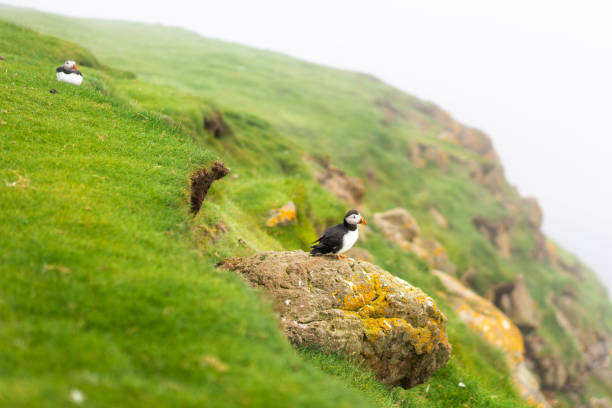 istock Pair of nesting Puffins on a cliff. Mykines, Faroe Islands. 1165298840