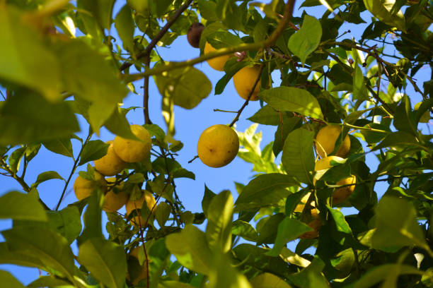istock Close up of Lemons hanging from a tree in a lemon grove 1165298864