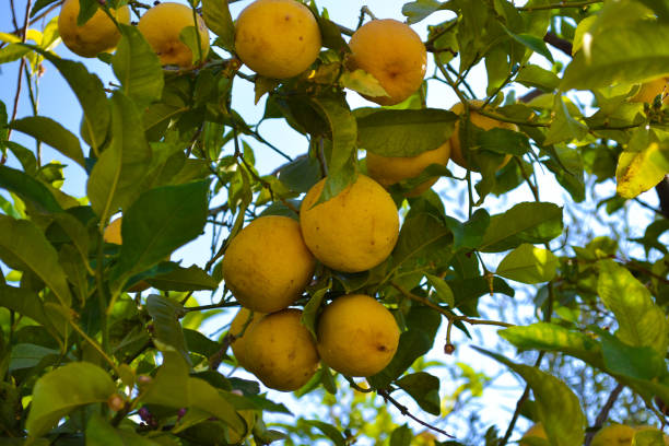 istock Close up of Lemons hanging from a tree in a lemon grove 1165298866