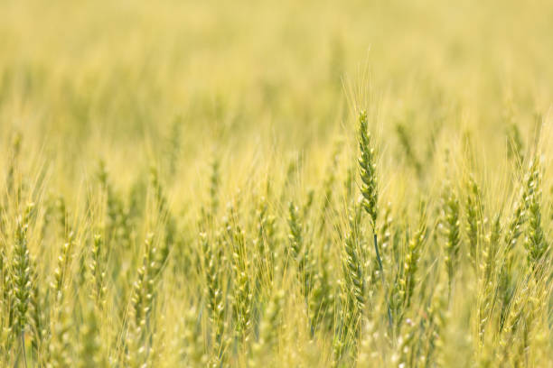 istock Ear of wheat growing in autumn 1165299071