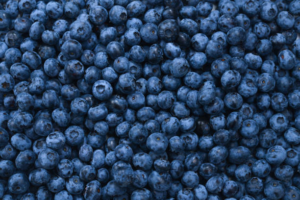 istock Fresh blueberry background. Texture blueberry berries close up. 1165300536