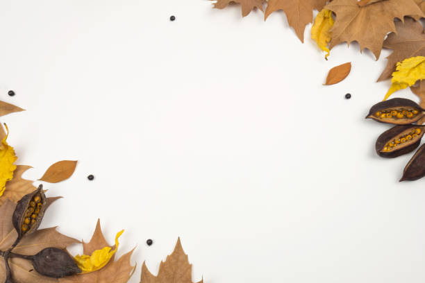 istock Creative Autumn layout. Dried leaves and seeds on white background. 1165300624