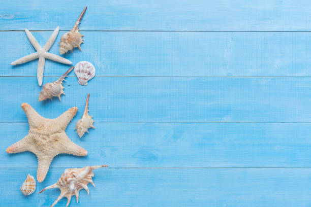 istock Directly Above Shot Of Seashells On Table 1165302897