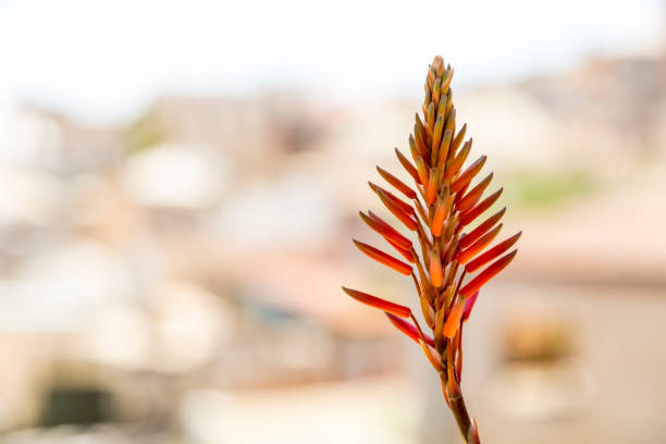 Coral-orange colored fresh aloe vera plant blossoms on bokeh background