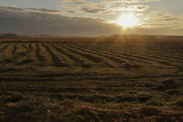 istock Sunset over cultivated fields in Poland. 1165306337