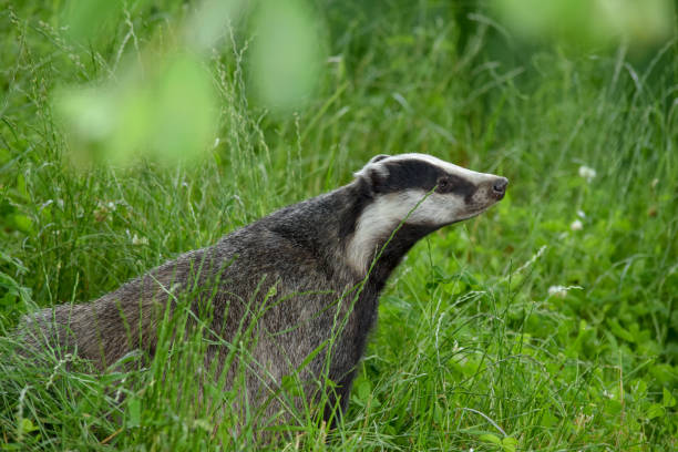 istock Wild badger in kent meadow England 1165306720