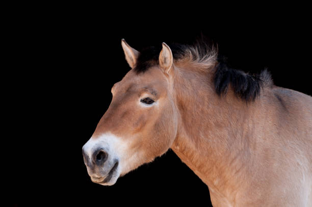 istock Przewalski horse - primeval horse 1165308073