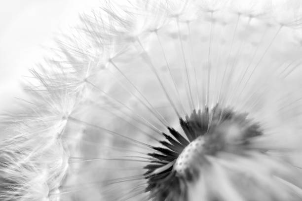 gocce sfocate sul seme di tarassaco - astratto e minimalismo - dandelion water dandelion seed dew foto e immagini stock