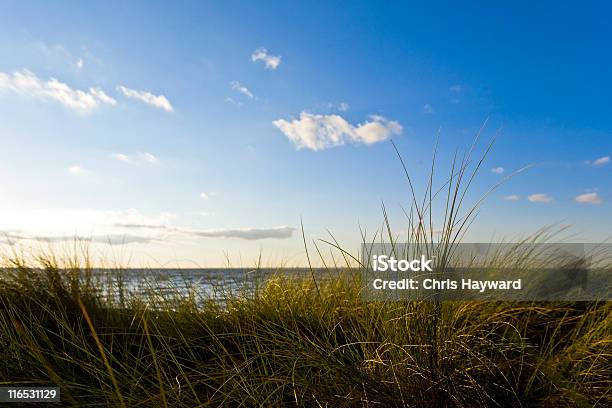 Fresca Erba Reeds - Fotografie stock e altre immagini di Ambientazione esterna - Ambientazione esterna, Ambientazione tranquilla, Ambiente