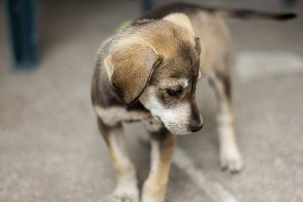 istock Young Mixed Breed Puppy Dog 1165311513