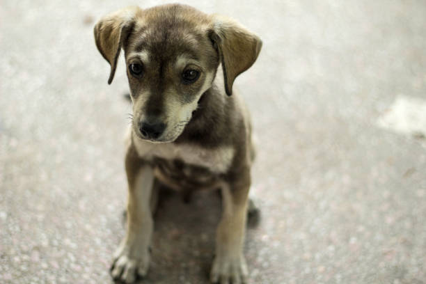 istock Young Mixed Breed Puppy Dog 1165311515