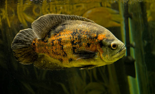 istock astronaut fish in aquarium beautiful orange view 1165311831
