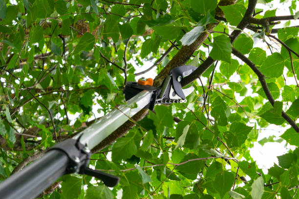 istock Seasonal pruning trees with pruning shears. Gardener pruning fruit trees with pruning shears. Taking care of garden. Cutting tree branch. 1165313394
