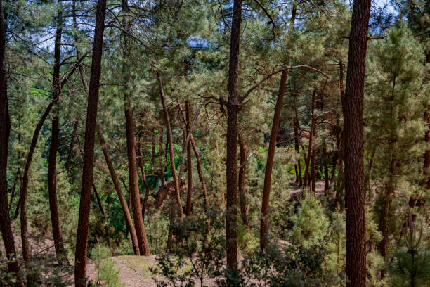istock Forest of the Ocres Trail 1165313520