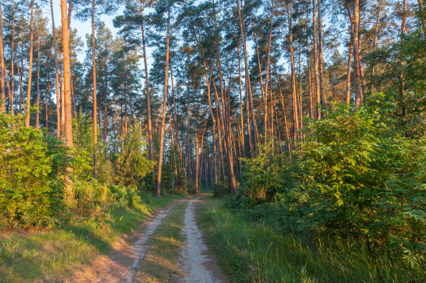 istock Summer landscape with woodlands 1165314573