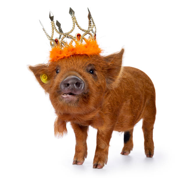 istock Funny Kune kune piglet on white 1165315530