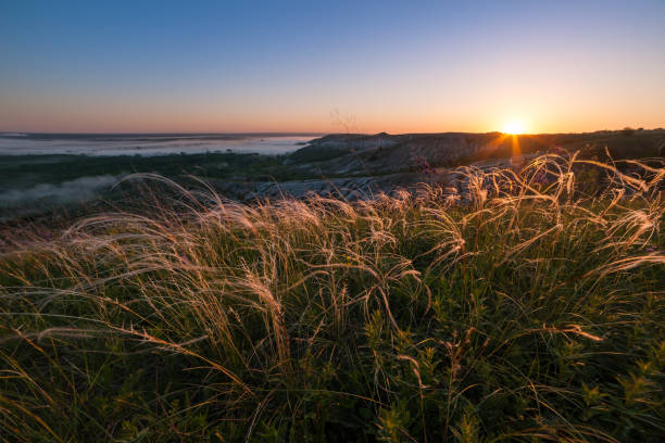 istock Sunrise and feather grass on meadow 1165317656