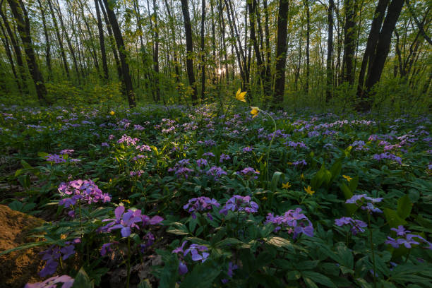 istock Spring landscape with woodlands 1165318704