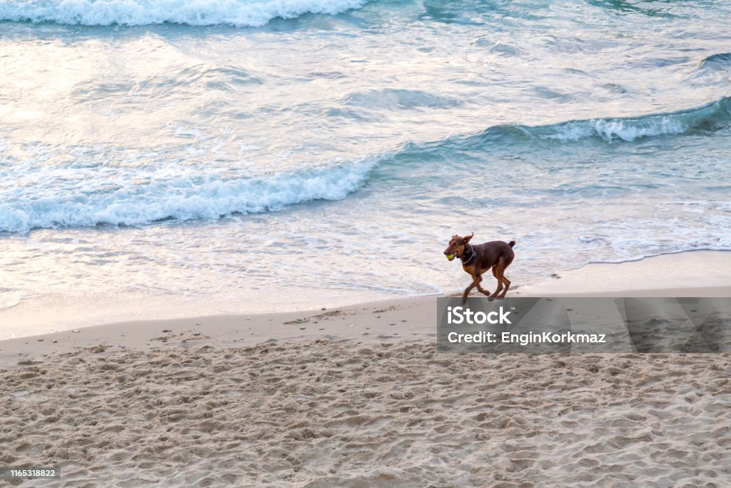 Dog running and playing Dog running and playing along the sandy beach of Tel Aviv, Israel Animal Stock Photo