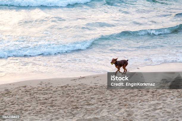 Dog Running And Playing Stock Photo - Download Image Now - Animal, Beach, City